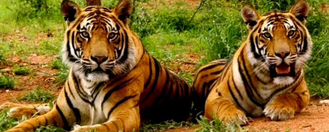 Sariska Tiger Reserve Tour